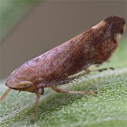 Fieberiella septentrionalis